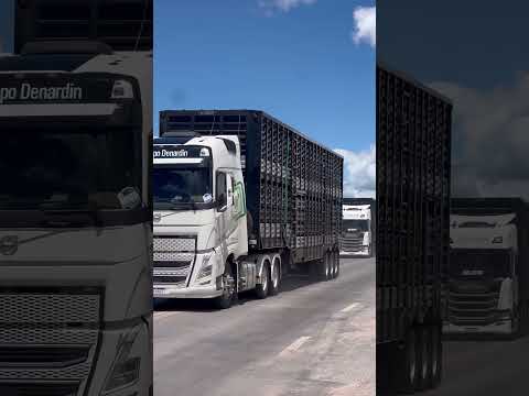 Boiadeiro de Posse goias