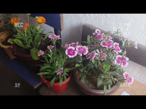 The earth laughs in flowers