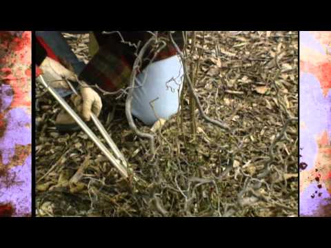 Harry Lauder's Walkingstick Plant