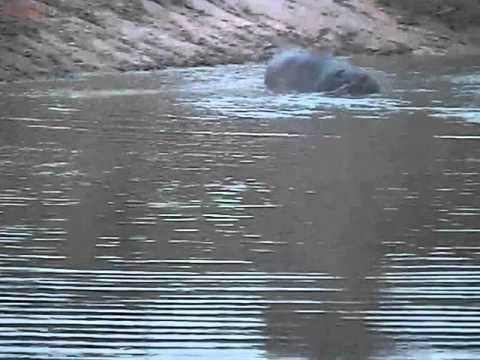 Couple Big Momma Hippo Yawn's  6:32 PM