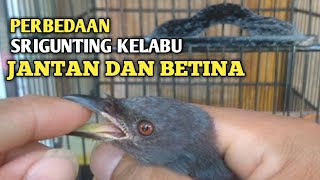 Download lagu Cara Mudah Membedakan Burung Srigunting Kelabu Jantan Dan Betina mp3 Download lagu Cara Mudah Membedakan Burung Srigunting Kelabu Jantan Dan Betina mp3