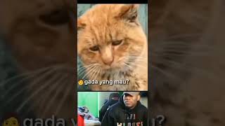 Download lagu video kucing lucu #meme #cats #catshorts mp3 Download lagu video kucing lucu #meme #cats #catshorts mp3