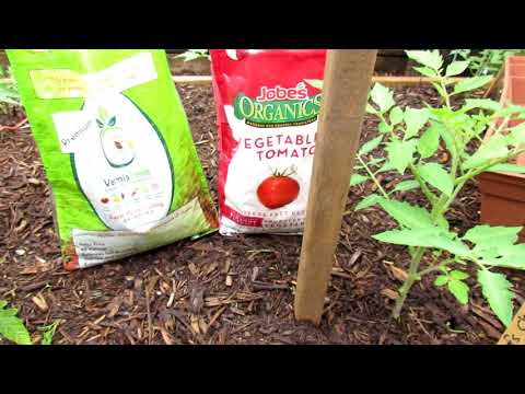 , title : 'How to Grow Large Beefsteak Tomatoes:  Get Them Ready, Mulching,  Pruning, Staking, Fertilizing 2of6'