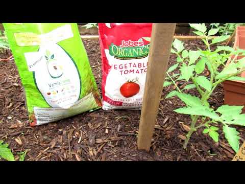download lagu mp3 mp4 How To Plant Beefsteak Tomatoes, download lagu How To Plant Beefsteak Tomatoes gratis, unduh video klip How To Plant Beefsteak Tomatoes