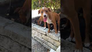 Video preview image #1 Mutt Puppy For Sale in The Woodlands, TX, USA