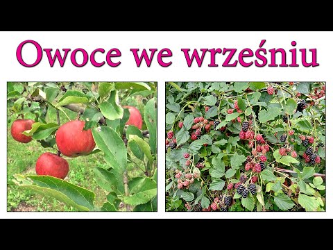 Owoce we wrześniu-jabłka, borówki,jeżyny,maliny-Ogrodowe pierdamony 123