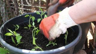 Use Planters to Add Colour to Your Garden - Gardening Tips From Canadian Tire