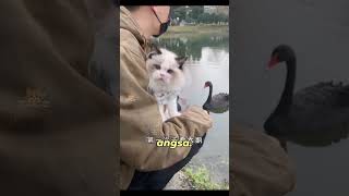 Download lagu 🥺💖 Cimol’s Sweet Smile Trick, Owner Instantly Melts! #cat #cutecat #cat #funnycat #fyp #shorts #cats mp3