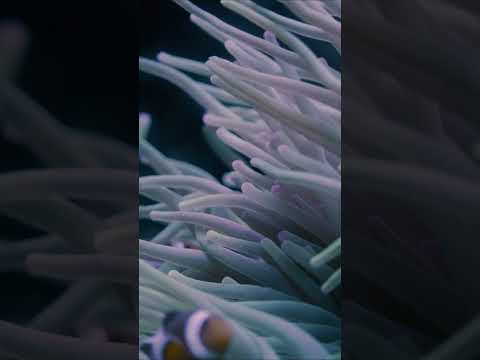The most beautiful coral reefs and undersea creature on earth | fish in sea | #fish | #shorts