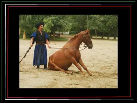 Magyarország Lovastelep Lajosmizse (A@rt)