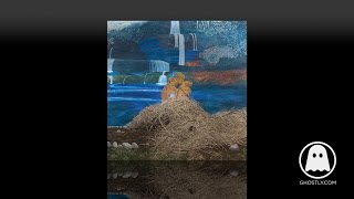 Mary Lattimore - The Quiet at Night