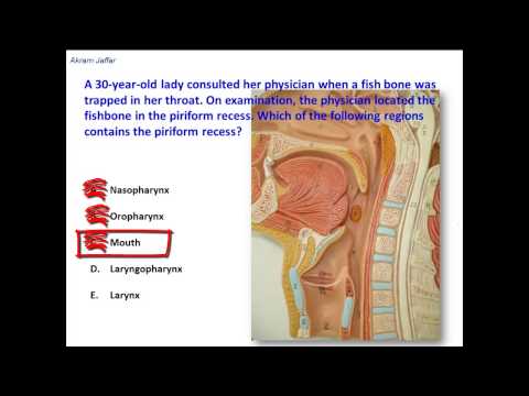 Where Is The Piriform Recess Located?