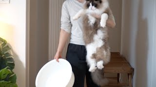 사람만한 고양이 목욕하기