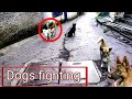 Street Dogs Fight On Road Street Dogs Fighting Mr Dogs