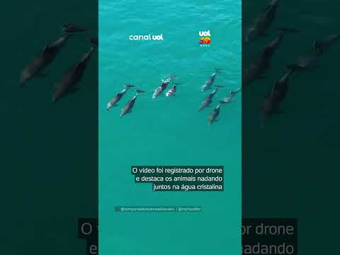 Que espetáculo! Grupo de golfinhos é registrado nas águas de Arraial do Cabo (RJ)