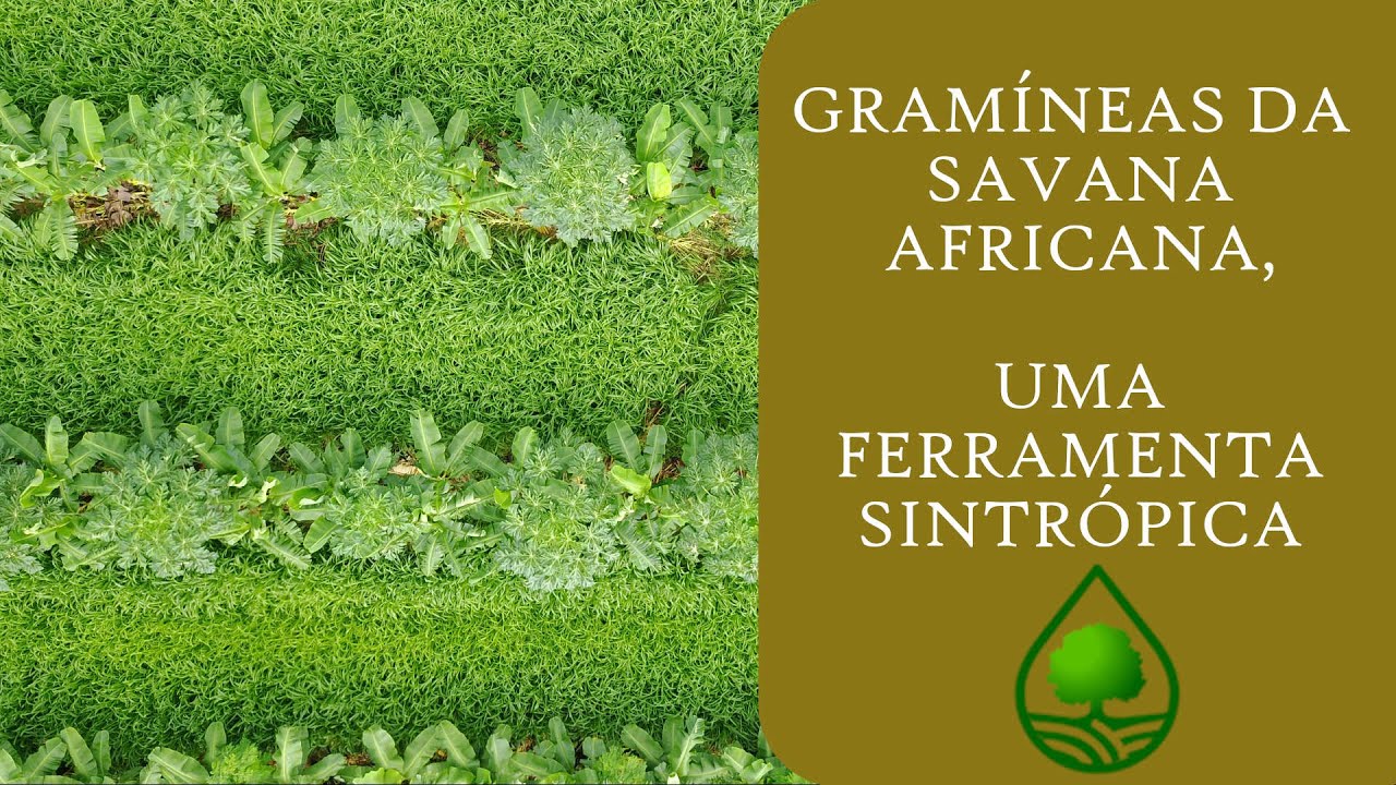 Gramíneas da savana africana, uma ferramenta sintrópica