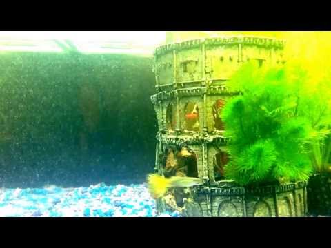 Inside a 180l fish tank