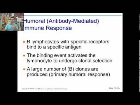 anatomy physiology chapter 16 part 2a