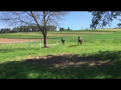 Morricone Hengstfohlen