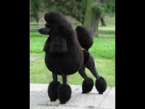 Cork's 96FM Wind Ups: Poodle, Posh Guy and Chimney Sweep