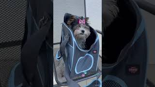 Šedá přepravní taška pro psy do 8kg