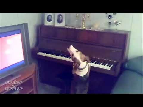 كلب يعزف و يغني 7