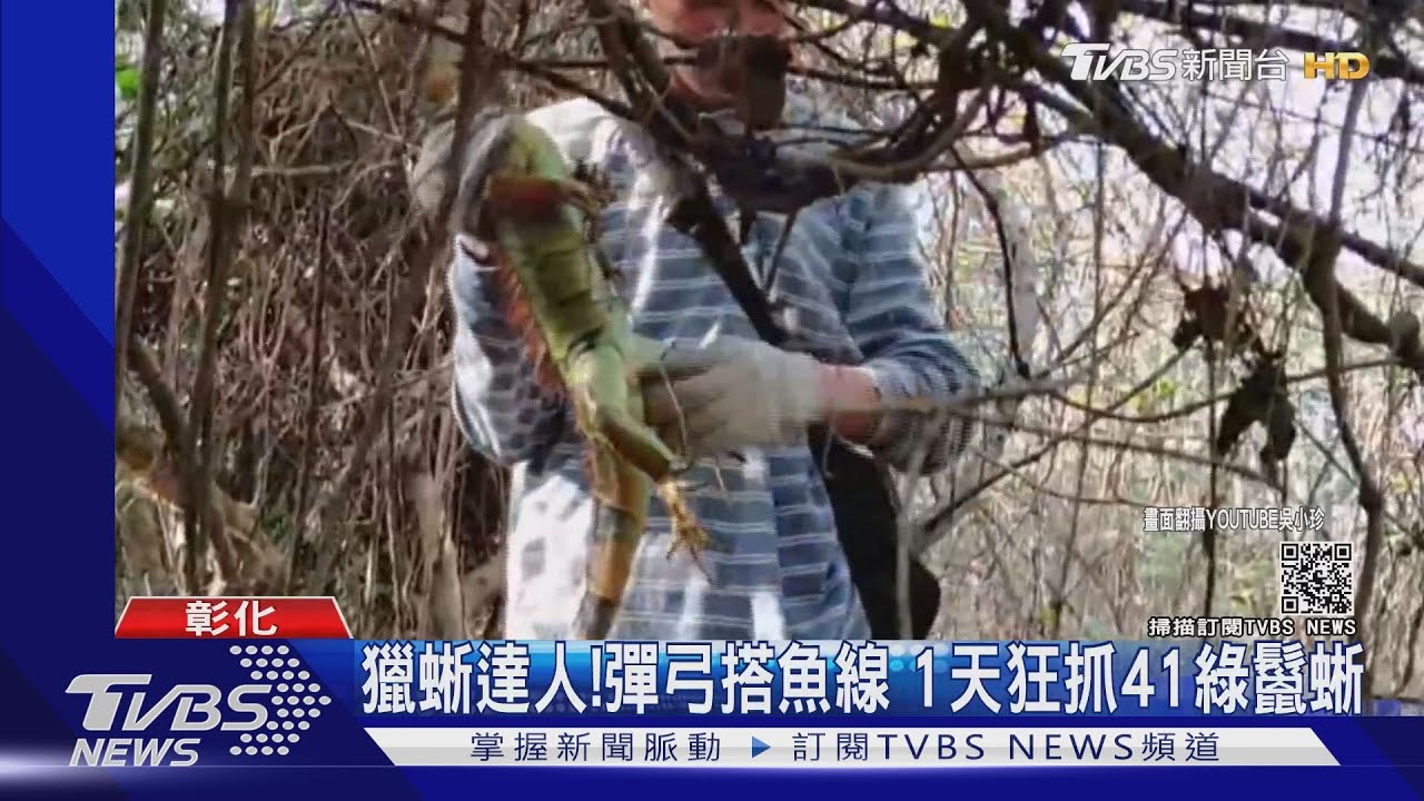 獵蜥達人! 彈弓搭魚線1天狂抓41綠鬣蜥