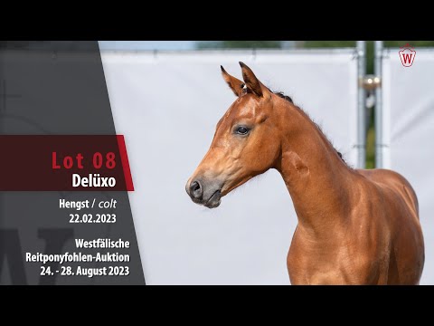 Reitponyfohlen-Auktion Lot 08 Delüxo Hengst v. Dimension AT NRW - Der feine Lord AT