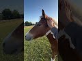 Playboy Carter - Poulain OC Pur-sang arabe x Pottok 