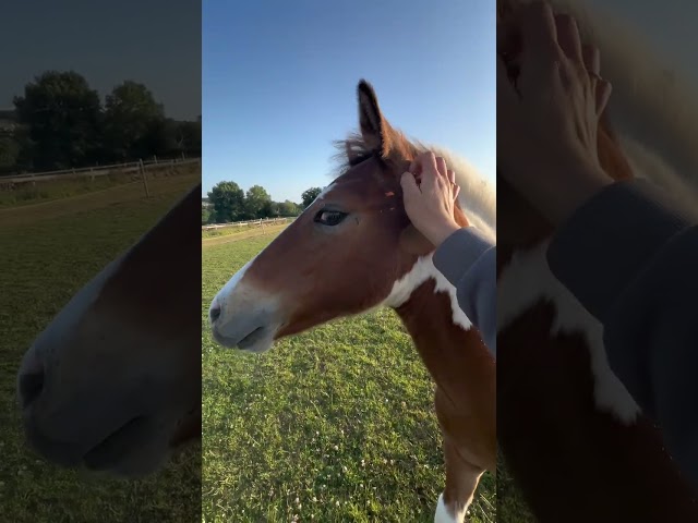 Playboy Carter - Poulain OC Pur-sang arabe x Pottok 