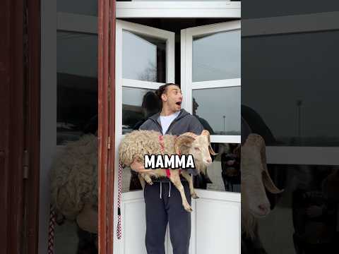 Porto 2 Pecore Nane in casa