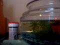 My Fish Tubby
