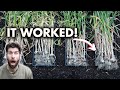 Don't Harvest Garlic Until These 2 Things Happen!