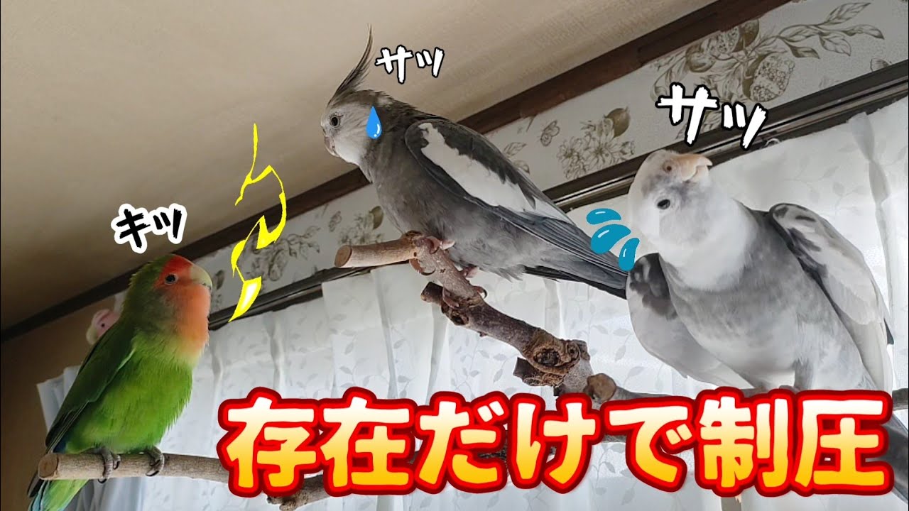 【鳥だらけの姉宅へ】存在だけで制圧するキーちゃん！