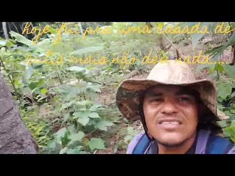 @ Maraã Amazonas.....casada de cutia 