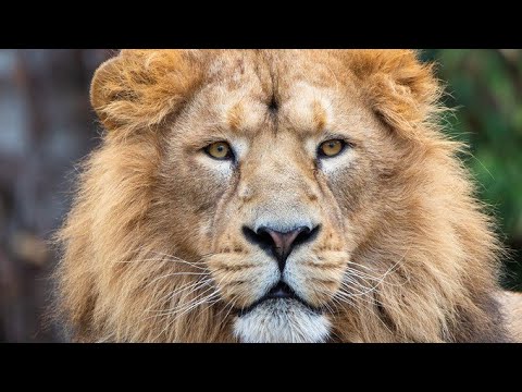 🇬🇧 LONDON ZOO, TAKE A WALK ON THE WILD SIDE: LONDON ZOO WALKING TOUR, LIONS, GORILLAS,  GIRAFFES, 4K