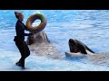 Happy 15th Birthday Nalani Orca Encounter Full Show At SeaWorld Orlando September 18 2021