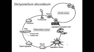 Dictyostelium Introduction