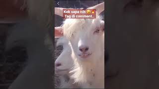 Download lagu Jamet nih pasti !🤣🤣🤣 | #shorts #ngakak #komedi #tiktok #gemes #ketawa #jamet mp3
