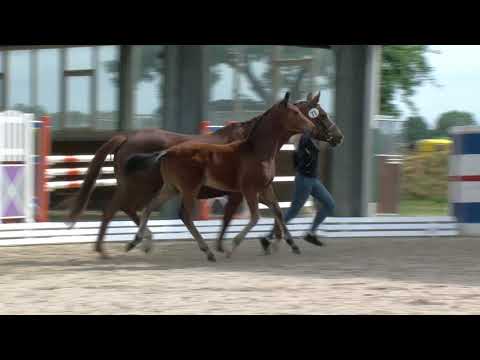 Klamor, Donier-Florestan I-Wellington