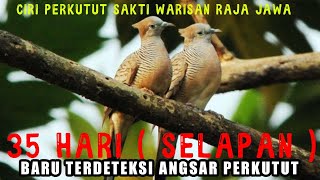 Download lagu Perkutut Lokal katuranggan Klangenan Raja Jawa Paling Sakti mp3