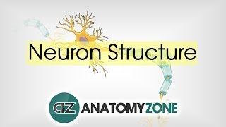 Neuron Structure - Neuroanatomy Basics - Anatomy Tutorial