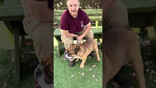 Video preview image #1 Bulldog Puppy For Sale in Pasadena, CA, USA