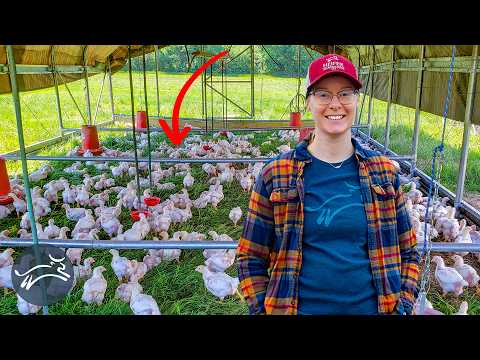 OMAHA CHICKEN COOP BARN 🐓 | First Look Assembled \u0026 Barn Kittens!