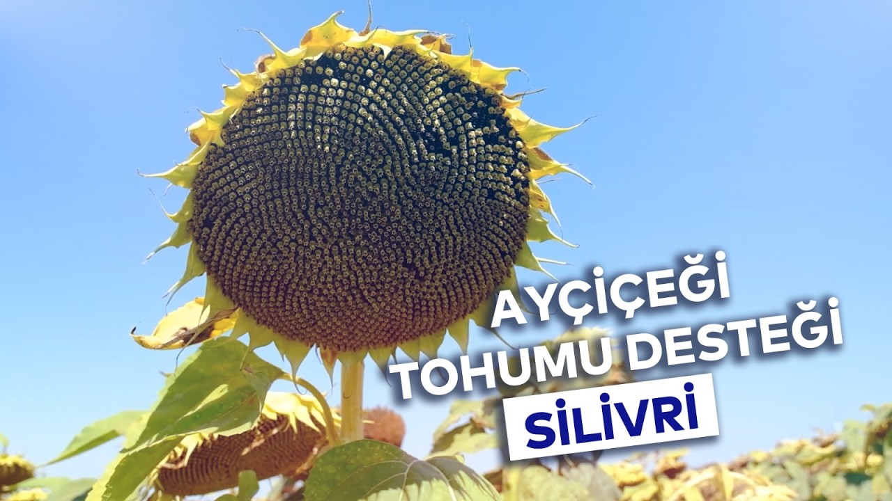 AYÇİÇEĞİ TOHUMU DESTEĞİ SİLİVRİ