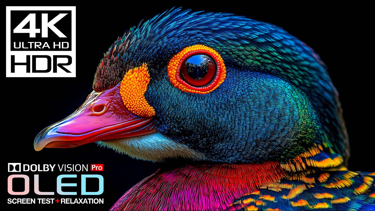 World's Best Cinematic Dolby Vision HDR 4K 60FPS Video (8K/4K OLED TV)