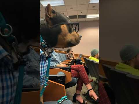 This dog attends college classes 😂