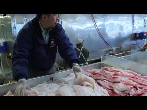 download lagu mp3 mp4 Wholesale Oysters Near Me, download lagu Wholesale Oysters Near Me gratis, unduh video klip Wholesale Oysters Near Me