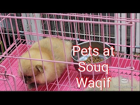 Pets for Sale at Souq Waqif Qatar @preethareghunath