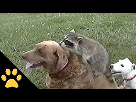 El perro y el mapache, unos buenos amigos